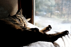 静かな午後 (shima) 