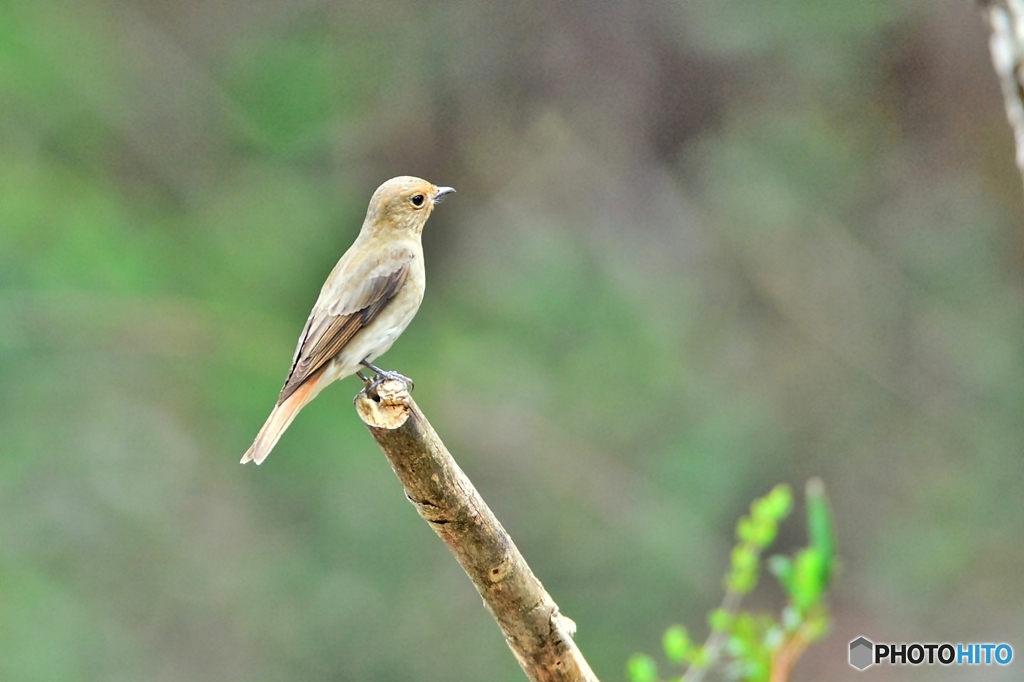 オオルリ♀