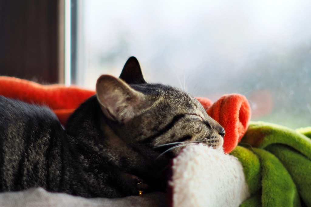 あごのせ寝 (shima)