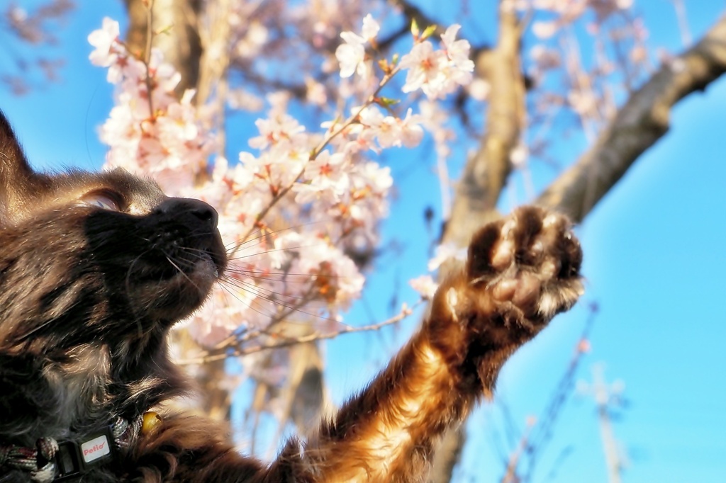 わが家のさくらと猫 (reo)