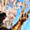 わが家のさくらと猫 (reo)