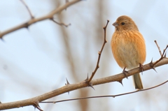 ベニマシコ♀