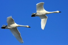 Swans & Blue sky