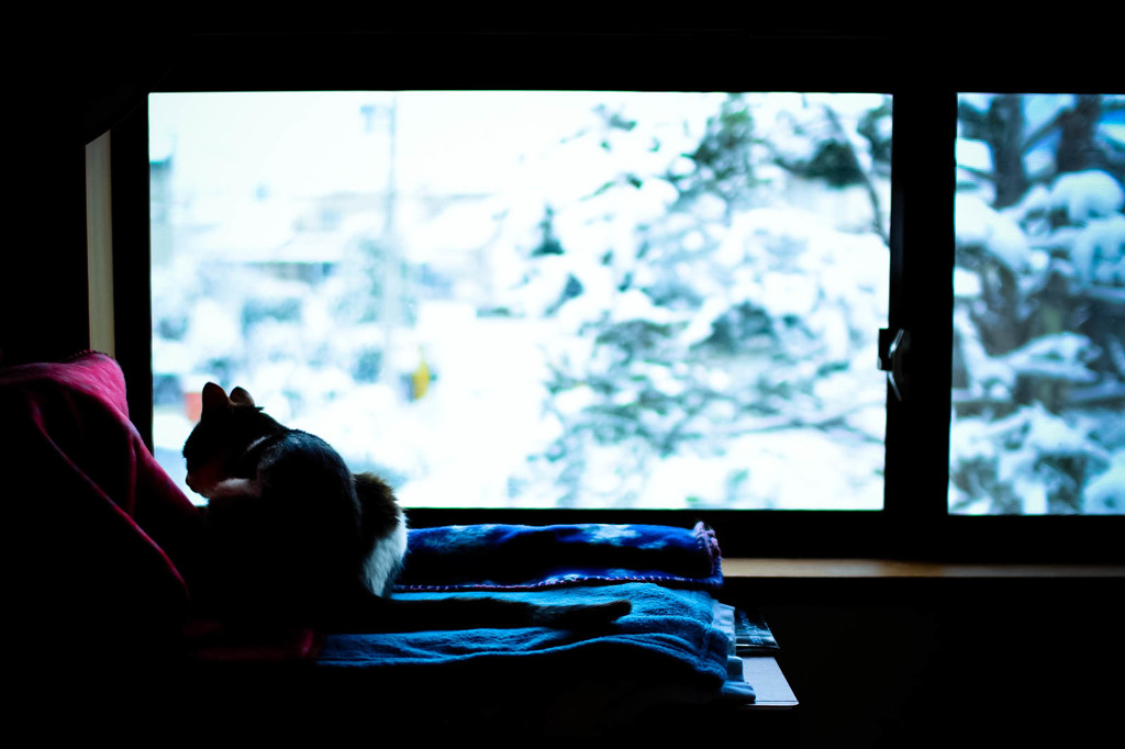 Snowy morning (goma)