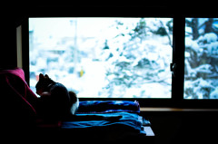 Snowy morning (goma)
