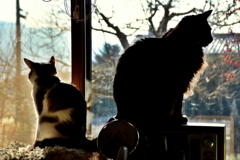 猫のいる朝