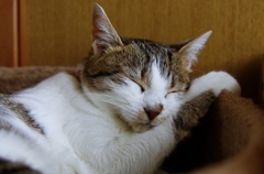 腕枕