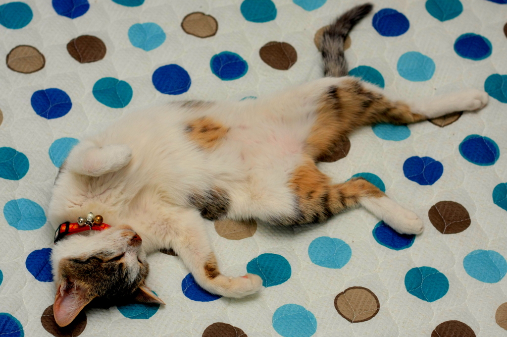 カモフラージュ