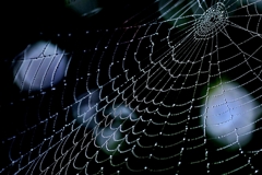 水玉カーテン***