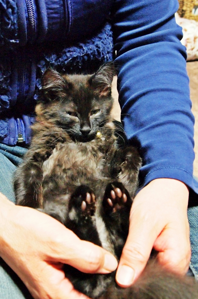 仔猫の頃 (reo)