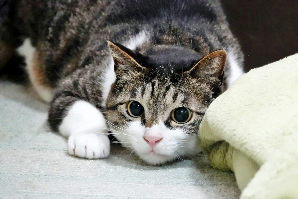 メヂカラ (sora)