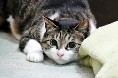 メヂカラ (sora)