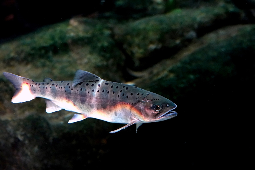 山女魚