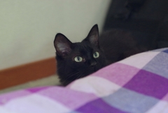 ヤル気