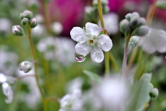 庭の花2025 (オンファロデス)