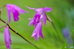 庭の花