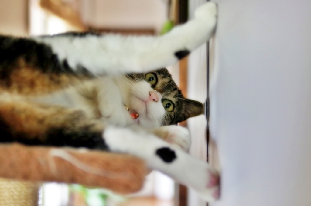 かまってチャン