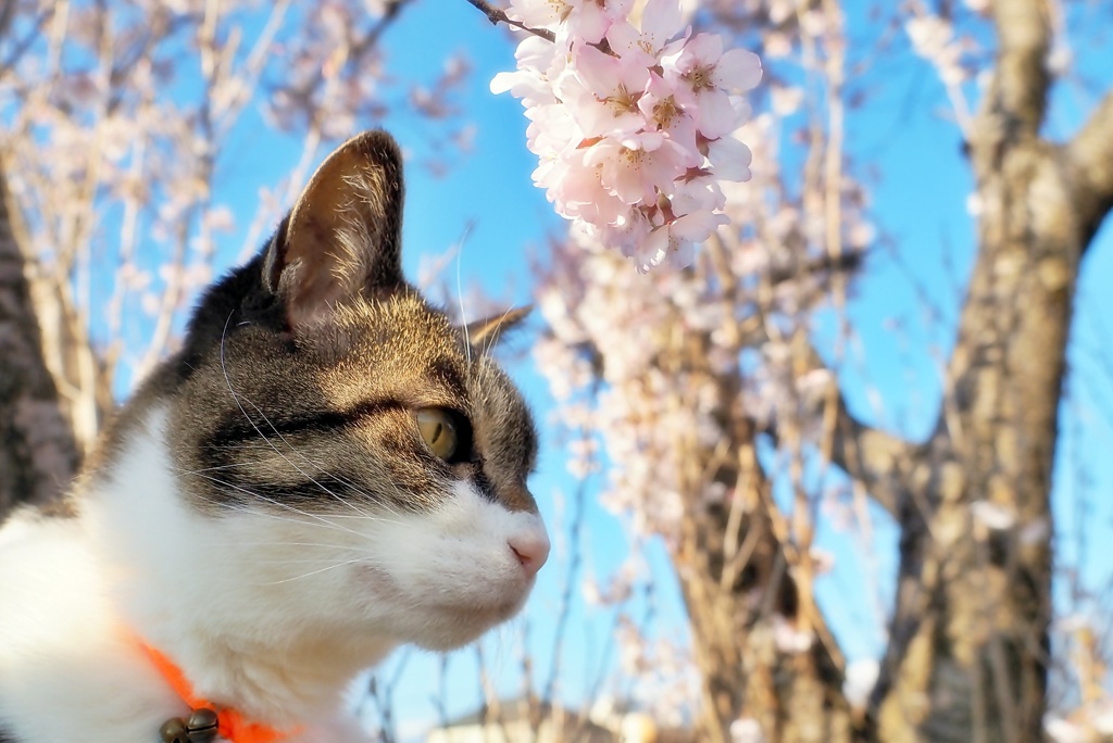 わが家のさくらと猫 (sora)