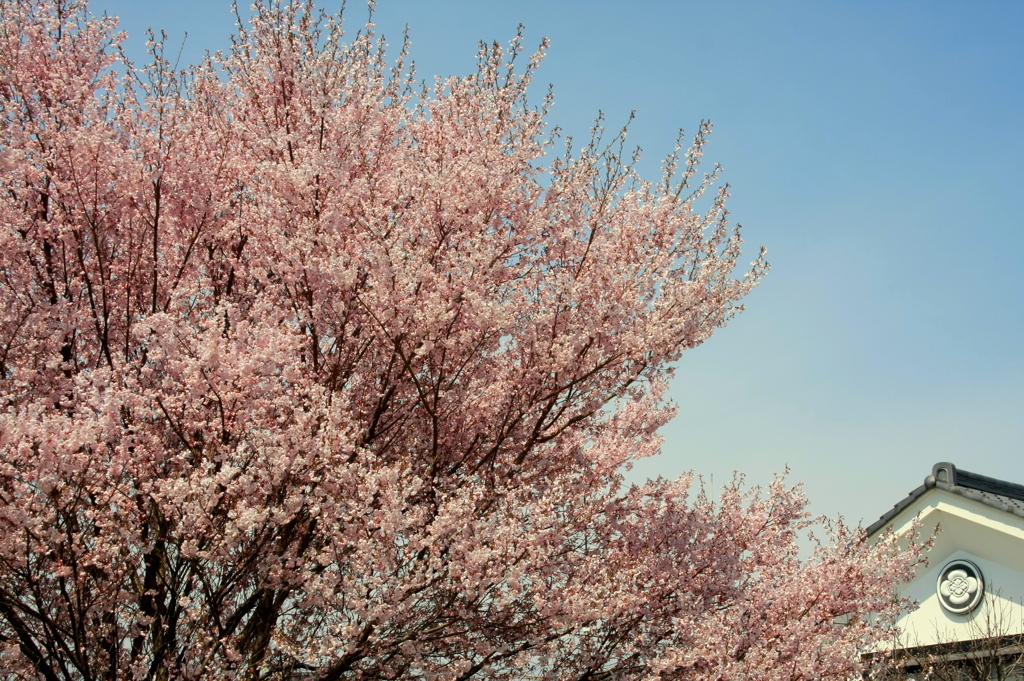 Cherry blossoms（満開）