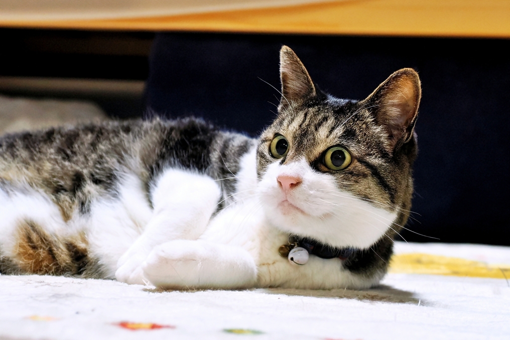 おやぁ～ (sora)