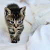 仔猫 (shima)