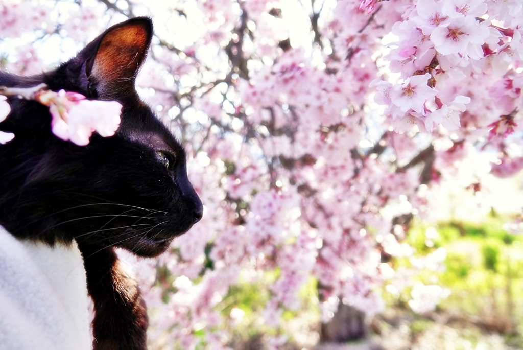 今年の桜と (reo)