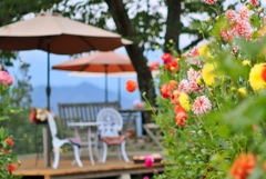 大岡ひなたダリア園  -8-  大岡ひなたダリア園  -8-