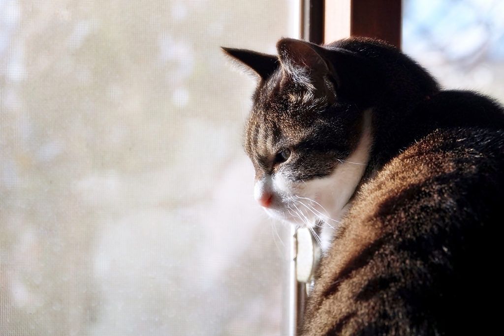 猫の日2020 (sora)