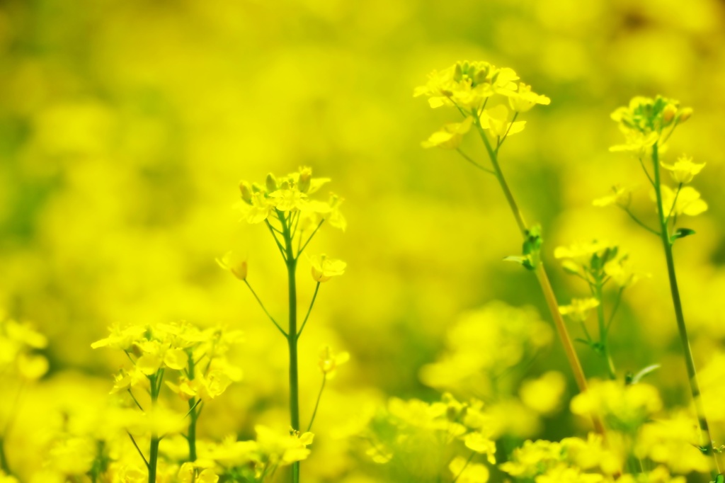 菜の花