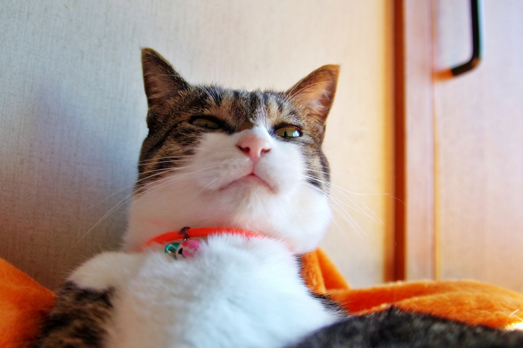 ぺろ〜ん（組み写真4/4）