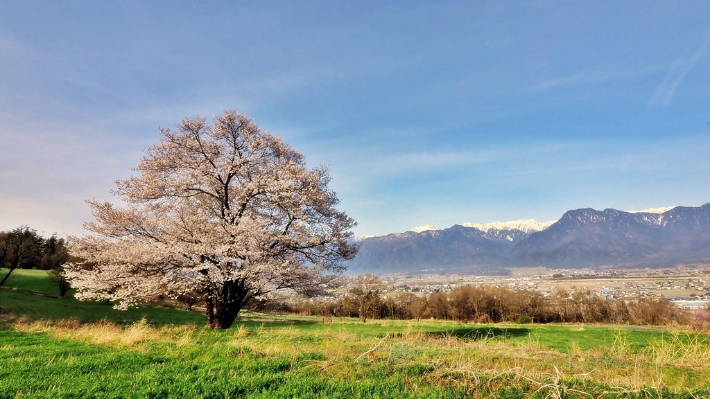 名も無き一本桜