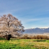 名も無き一本桜
