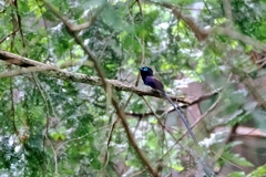 サンコウチョウ♂