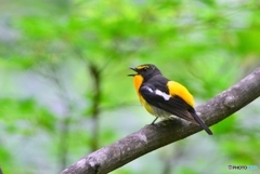 キビタキ♂
