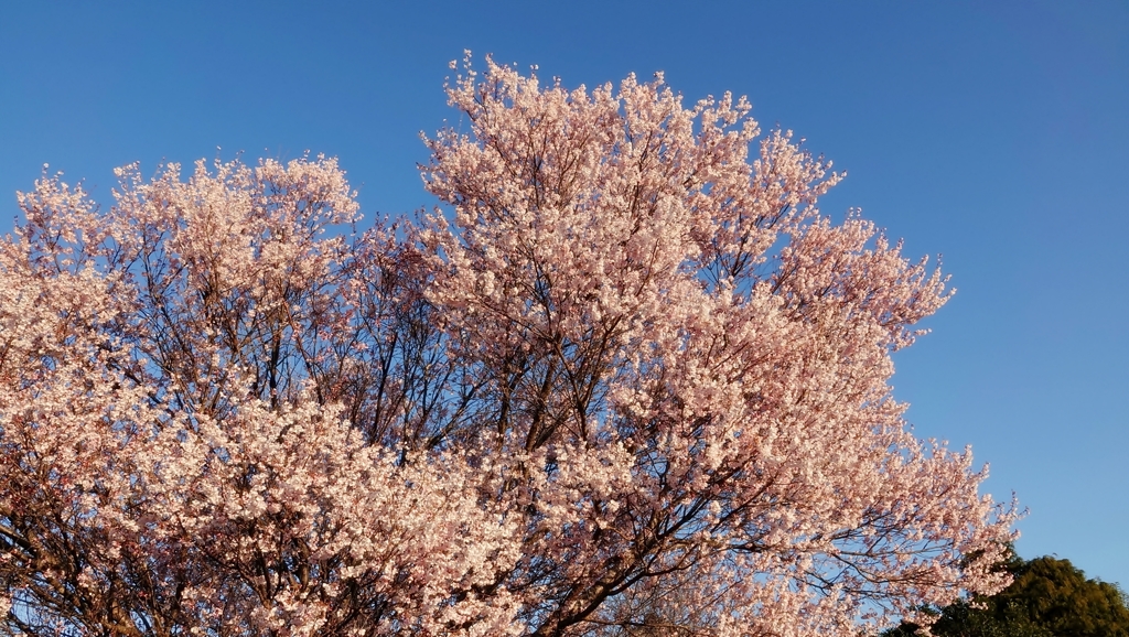 わが家のサクラ 2019**