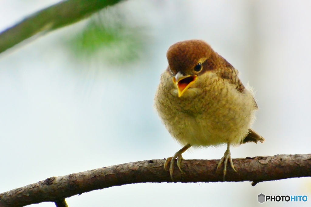 モズ（幼鳥）