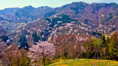 私の町の桜（桜仙峡）