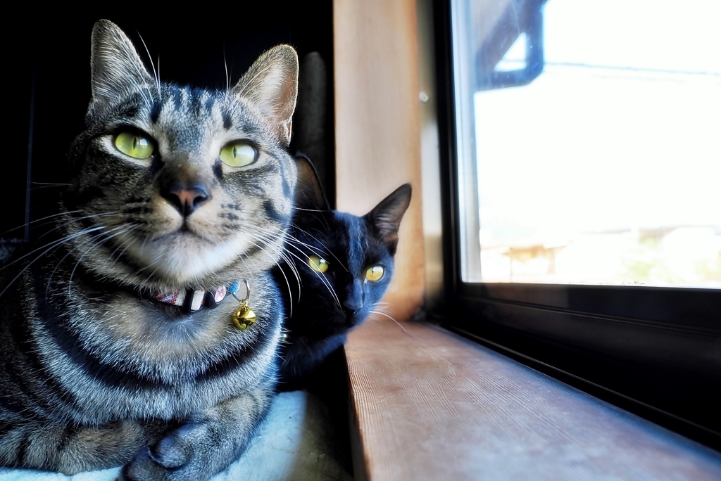 兄と弟 (shima & rai)