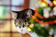 Christmas Eve　(sora) 