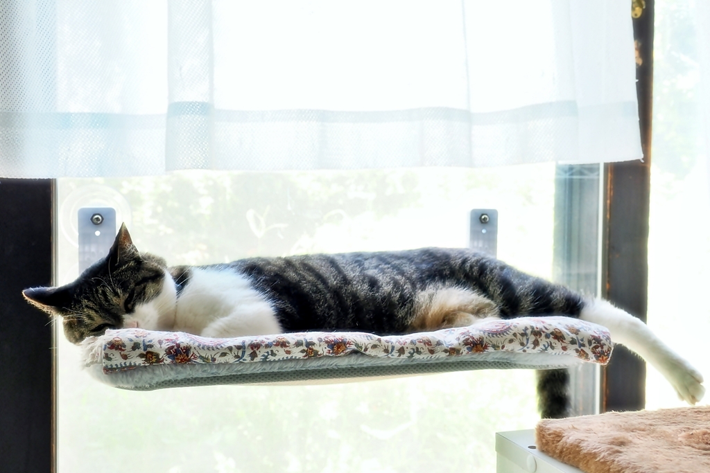 猫のいる日々 (sora)