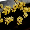 庭の花2021（サンシュユ）