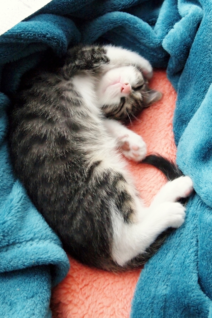 仔猫の頃 (sora)