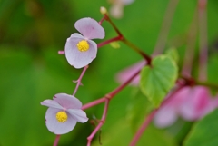 庭の花（シュウガイドウ）