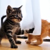 仔猫 (shima & chata)