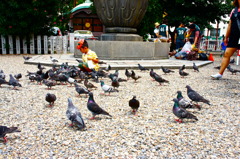 鳩とぼく