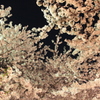 もふもふ