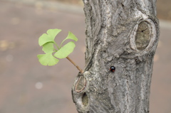 ladybug