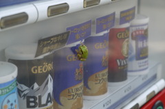 あまがえる