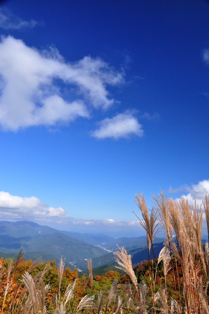 ススキと青空