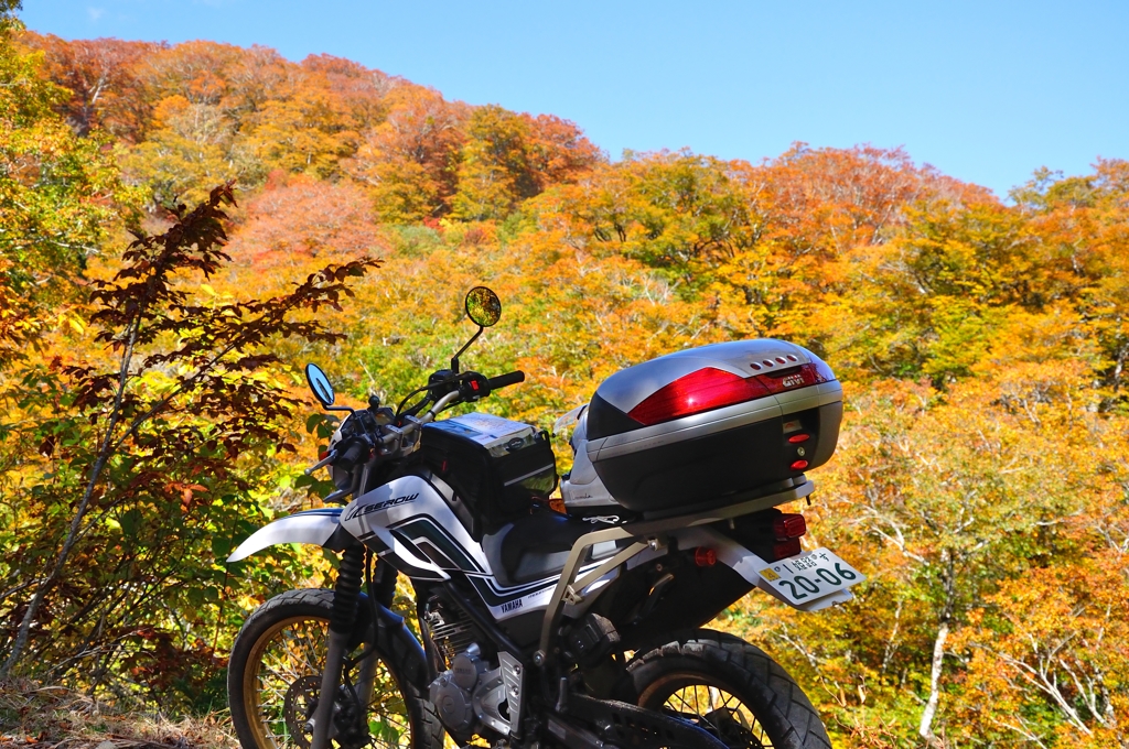 セローと紅葉